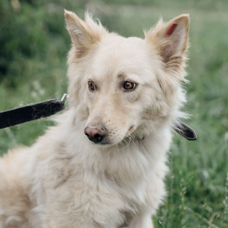 Mahopac Animal Hospital in Mahopac