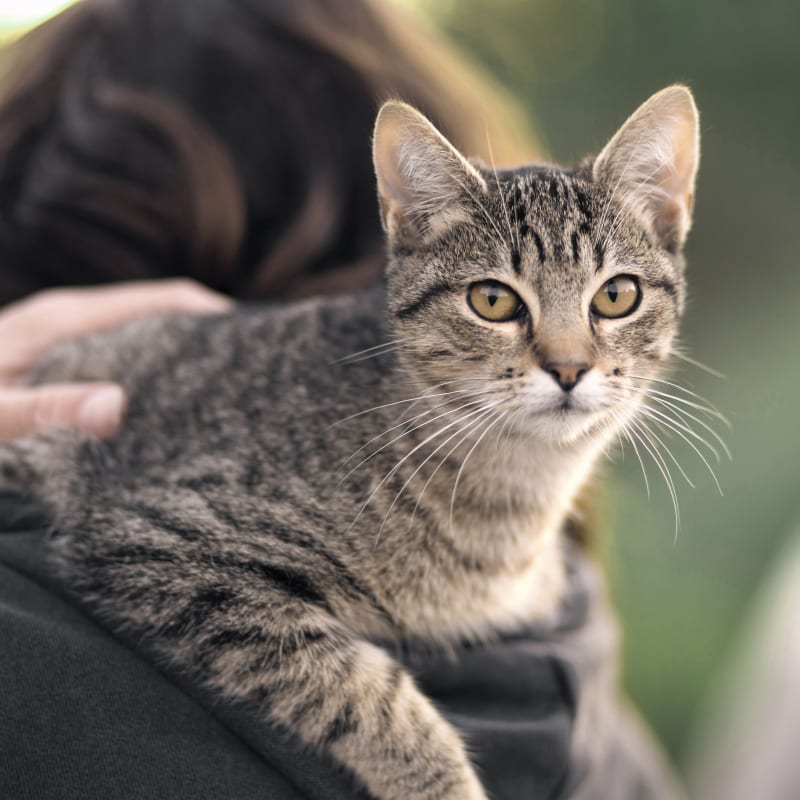 Mahopac Animal Hospital in Mahopac