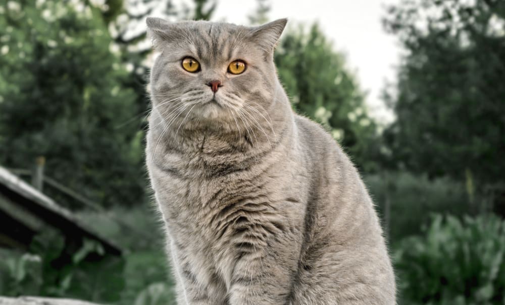 A cat looking forward, Wellness Visits at Mahopac Animal Hospital
