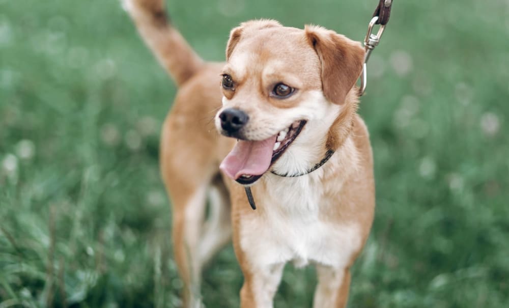 Dog Vet Dentistry at Mahopac Animal Hospital