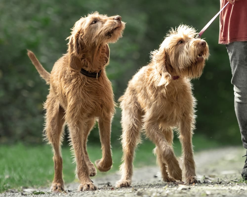 2 dogs walking, Mahopac Animal Hospital